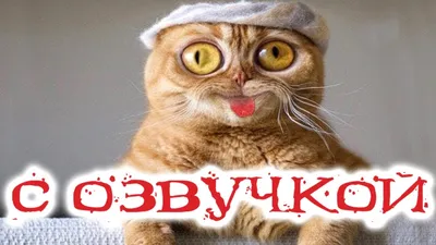 Котобанан: самый смешной кот в мире играет со своими друзьями» — создано в  Шедевруме