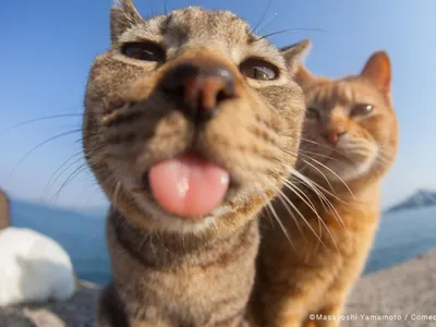 Самые маленькие породы кошек в мире | Пикабу
