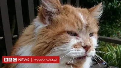 В Британии умер самый старый кот в мире. Раббл лишь немного не дожил до  своего 32-летия - BBC News Русская служба