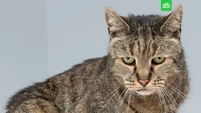 Умер самый старый кот в России, умер кот Дашун из Тюмени - 28 марта 2023 -  72.ру