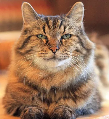 Самый старый в мире кот недавно отметил 31-летие - 07.10.2016, Sputnik  Беларусь