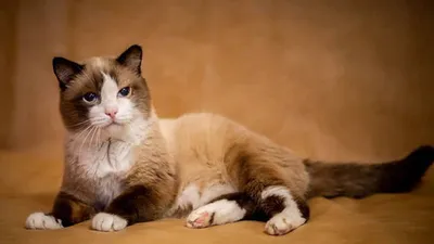 Самому старому коту в мире исполнилось 26 лет | Пикабу