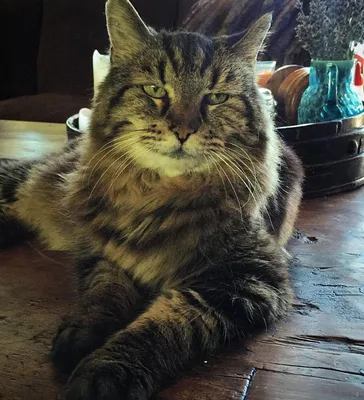 В Тюмени умер самый старый сиамский кот России, который попал в книгу  рекордов – Коммерсантъ Екатеринбург