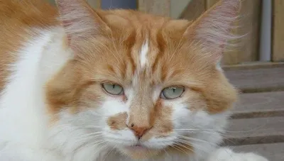 Самый старый кот в мире умер в \"человеческом\" возрасте 150 лет- видео - РИА  Новости Крым, 04.07.2020