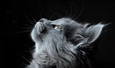Сколько прожил самый старый кот в мире? | Домашняя фауна | Дзен