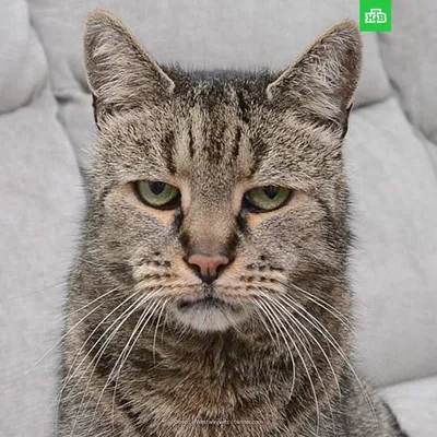 Умер самый старый кот в мире - мейн-куну Рабблу был 31 год - KP.RU