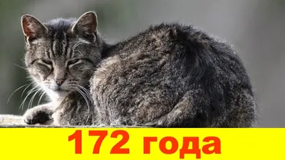 В Англии умер самый старый кот в мире | Телеканал Санкт-Петербург