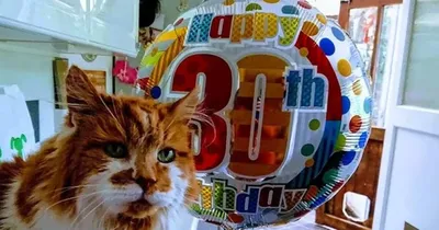 10 самых старых кошек в мире - YouTube