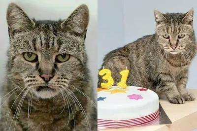 Самый старый кот в мире умер в Англии