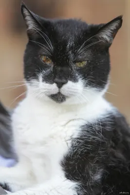 В США пропал самый старый кот в мире - ФОТО