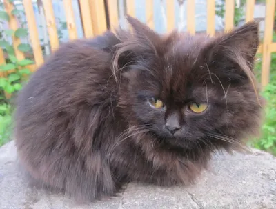 Самый старый кот в мире) | Пикабу