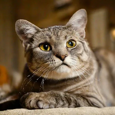 Самый старый кот в мире (12 фото) | Прикол.ру - приколы, картинки, фотки и  розыгрыши!