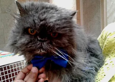 Самый старый кот в мире празднует 31-летие. «Бумага»