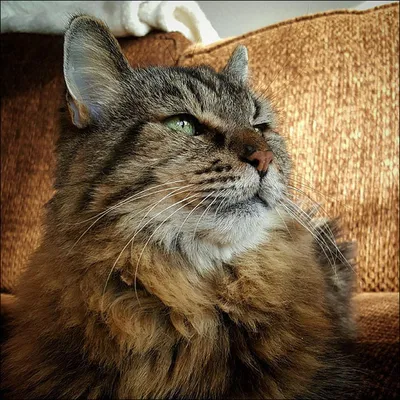 В Британии умер самый старый кот в мире | Раббл лишь немного не дожил до  своего 32-летия - Питомцы Mail.ru