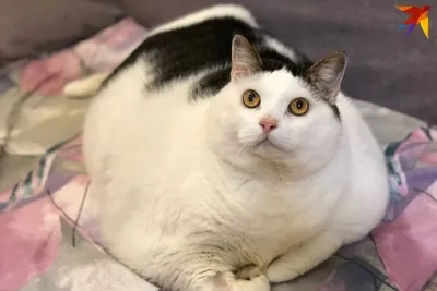 Самый толстый кот Беларуси по имени Перышко умер - KP.RU