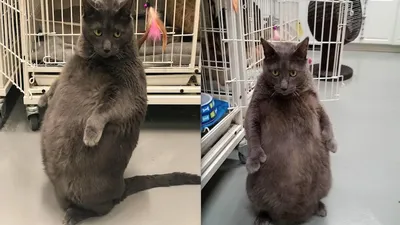 Самый толстый кот стал звездой интернета - Российская газета