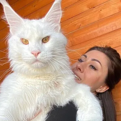Самый большой в мире» кот научился открывать двери: Звери: Из жизни:  Lenta.ru