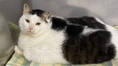 Самый жирный кот - 73 фото