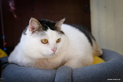 Очень толстый кот сидит на лавочке - YouTube