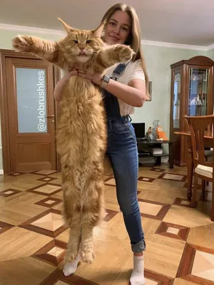 Самый большой кот в мире стал звездой соцсетей