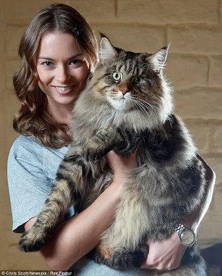 В Бийске умер самый толстый кот России Степан - 9 августа 2023 - НГС.ру