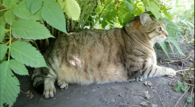 Умер самый толстый кот России по кличке Степан: ему было 16 лет |  10.08.2023 | Новости Петрозаводска - БезФормата