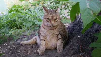 В Бийске умер самый толстый кот России по имени Степан | НДН.Инфо