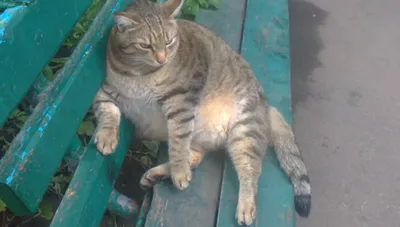Cамый толстый кот мира сел на диету: только посмотрите на этого пухляша!