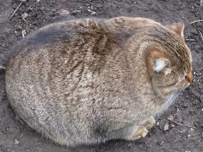 Умер самый толстый американский кот | ru.15min.lt