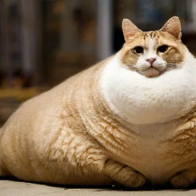 Самый толстый кот Беларуси живет в Минске и весит почти 20 кг | Новости  Беларуси | euroradio.fm