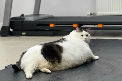 Скончался самый толстый кот Беларуси по кличке Пёрышко