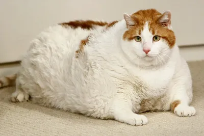 большой толстый кот лежит с деньгами на кровати, с животом вверх Стоковое  Фото - изображение насчитывающей экономия, обмен: 229307440