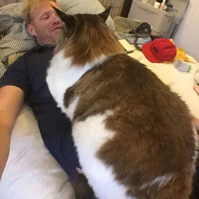 Как ну очень толстый кот вес сбрасывал | Котизм | Дзен