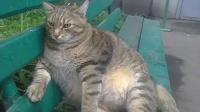 Самый толстый кот на планете земля» — создано в Шедевруме