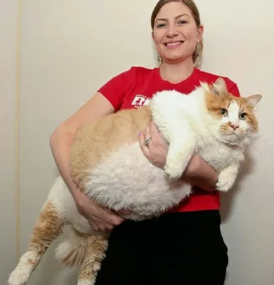 Очень толстый кот похудел и стал звездой Интернета