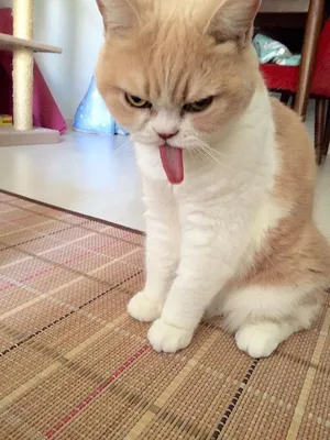 Самый злой кот в мире иллюстрация штока. иллюстрации насчитывающей енот -  267155253