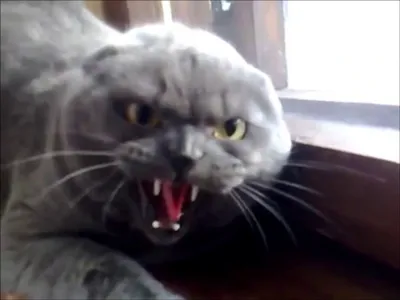 Самый злой кот в мире - ЯПлакалъ