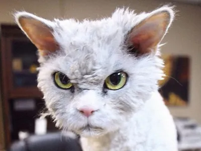 Самый злой кот в мире - 62 фото