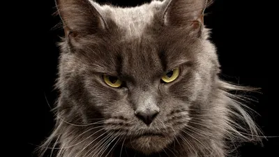 Самый злой кот» в мире стал звездой Instagram | DonPress.com