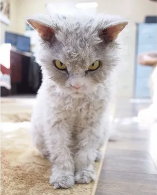 Манул - самый ДИКИЙ кот в мире. Интересные факты о мануле. - YouTube