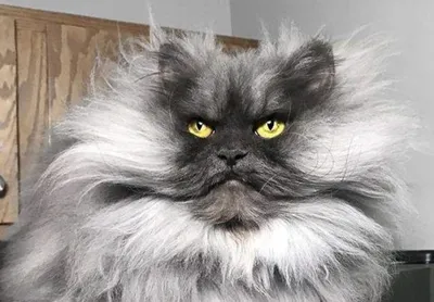 Самый злой котик в мире. | Пикабу