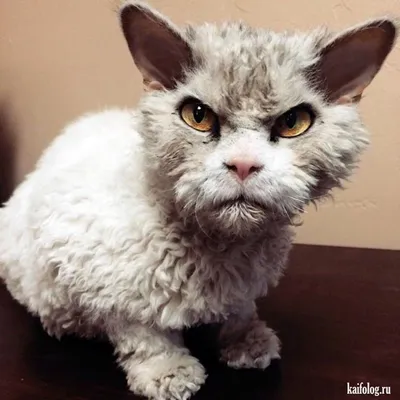 Самый злой кот\" в мире стал звездой интернета | РИА Новости Украина