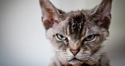 Самый сердитый кот в интернете (16 фото) | Прикол.ру - приколы, картинки,  фотки и розыгрыши!