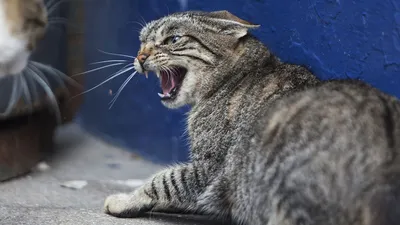 Стрижка кошек в Туле - Стрижка животных - Услуги для животных: 25 грумер со  средним рейтингом 4.8 с отзывами и ценами на Яндекс Услугах