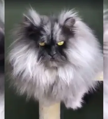 Гарфи - самый злой кот в мире - ФОТОСЕССИЯ