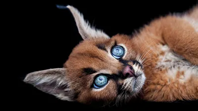Самый злой кот в мире воюет …» — создано в Шедевруме