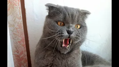 Самый злой кот в мире - ЯПлакалъ