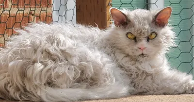 Вечно недовольный кот стал звездой Instagram - Российская газета