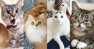Трогательная история Джердана, или как выглядит самый злой и угрюмый кот в  Instagram - ЗНАЙ ЮА