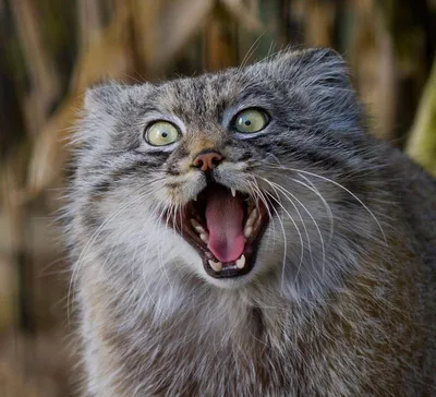 Самый злой кот» в мире стал звездой Instagram | DonPress.com